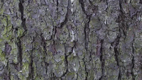 Tree bark. The camera slides along the trunk. Stock Footage 192605823