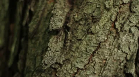 Tree Bark - Camera Tilts Up Stock Footage 12101645