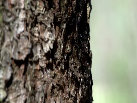 Tree bark catches on fire close up 動画素材 74691465