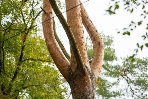 On this tree,  the bark changes from brown-gray tones to reddish tones Stock Photos