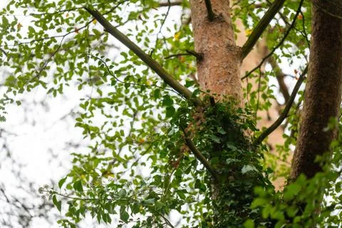 On this tree,  the bark changes from brown-gray tones to reddish tones Stock Photos