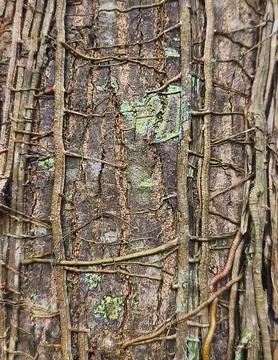 Tree Bark with Climbing Vines Natural Forest Texture Background Stock Photos