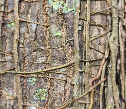 Tree Bark with Climbing Vines Natural Forest Texture Background Stock Photos