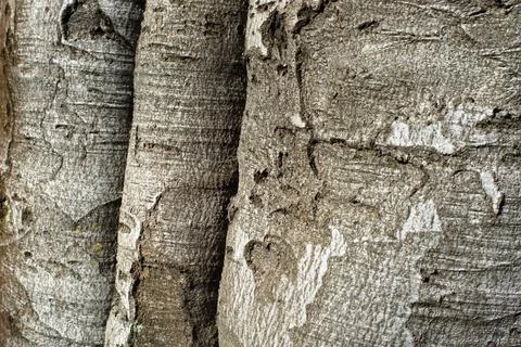Tree bark close-up - 1 Stock Photos