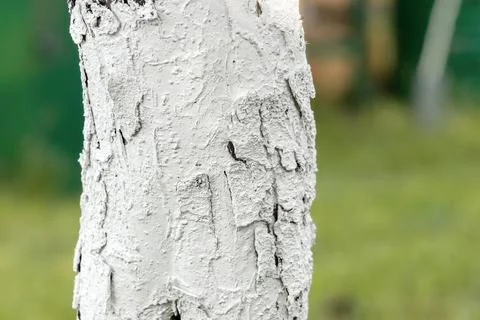 Tree bark close-up.Abstract background with whitewashed tree bark. Foto stock