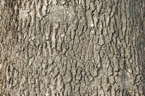 Tree bark close up. ash bark close up. bark of an old giant ash tree Stock Photos