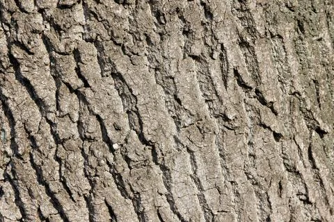 Tree bark close up. ash bark close up. bark of an old giant ash tree Stock Photos