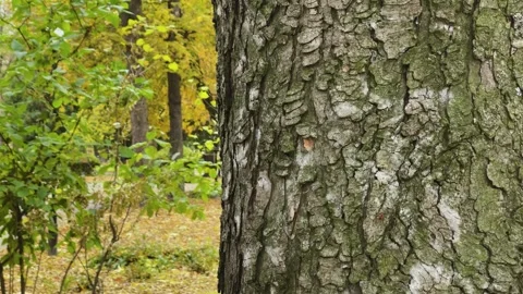 Tree bark close-up in autumn Stock Footage 306150925