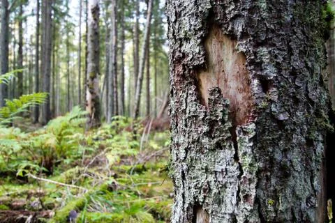 Tree bark close-up on a background of autumn forest. Stock Photos