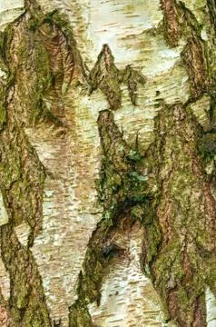 Tree Bark Close up Background Stock Photos