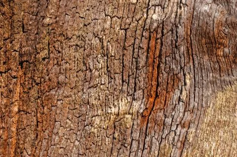 Tree Bark Close up Background Stock Photos