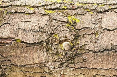 Tree Bark Close up Background Stock Photos
