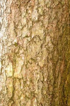 Tree Bark Close up Background Stock Photos