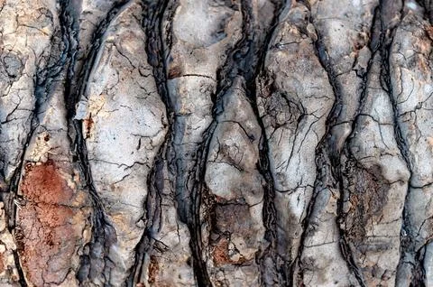 Tree bark close-up. Background with the rough surface of the bark of the tree Stock Photos