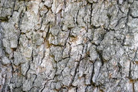 Tree bark close-up as background. the texture of the bark Stock-Fotos
