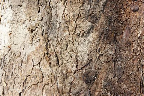 Tree bark close up. bark of an old giant tree. tree bark textures and patterns Stock Photos