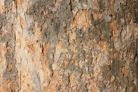 Tree bark close up. bark of an old giant tree. tree bark textures &amp; patterns Stock Photos