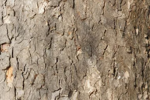 Tree bark close up. bark of an old giant tree. tree bark textures &amp; patterns Stock Photos