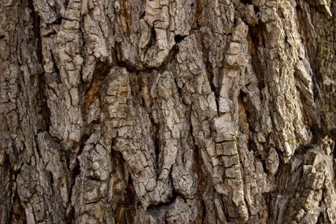 Tree bark. Close Up of Bark on Tree Stump Stock Photos