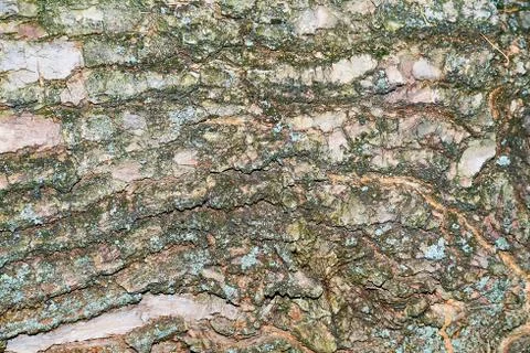 Tree bark close up billet texture Stock-Fotos