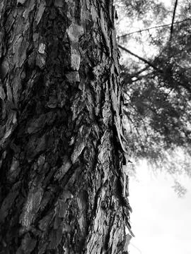 Tree bark close-up in black and white Stock Photos