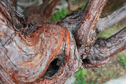 Tree bark close-up. Blurred background. Stock Photos