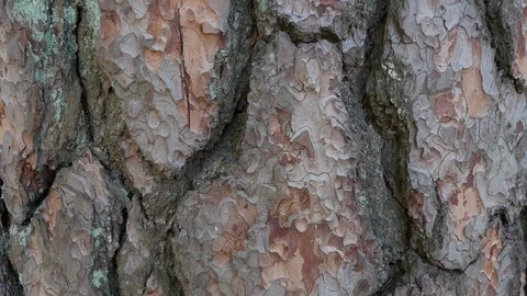 Tree bark. close up. The camera is slowly moving lengthwise the trunk Vidéo 106635841