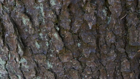 Tree bark. close up. The camera is slowly moving lengthwise the trunk Stock-Footage 106636698