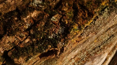 Tree bark. Close-up of dark moldy tree bark. Stock Footage 347670760