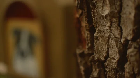 Tree Bark Close-Up focus to Dog house Stock Footage 103305080