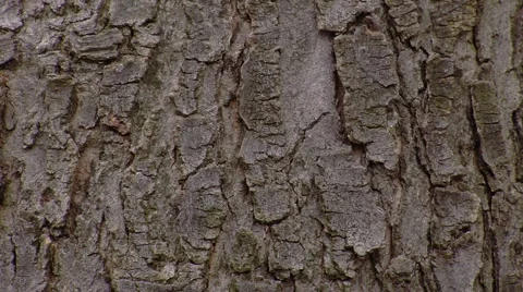 Tree Bark (close Up) Stock Footage 1044677