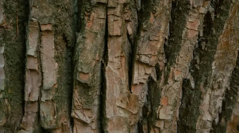 Tree bark close-up Stock Footage 62945727
