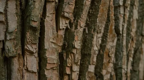 Tree bark close-up 스톡 동영상 62945755