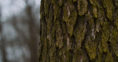 Tree Bark Close Up Vídeos de archivo 202266681