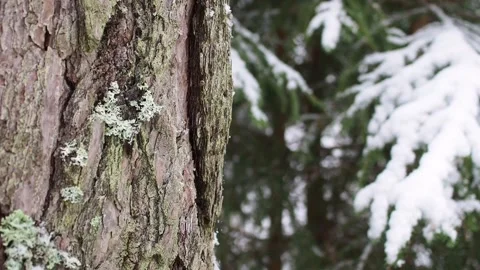 Tree bark close up Stock-Footage 263363390