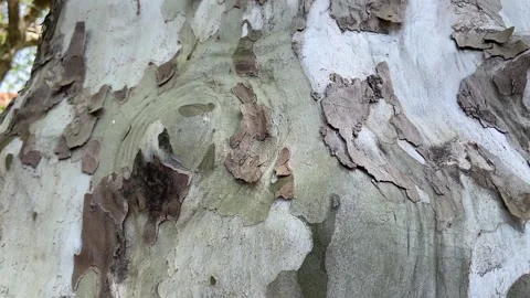 Tree bark close up Stock Footage 346501072