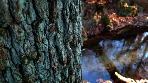 Tree Bark Close Up with Forest Stream Video stock 330434318