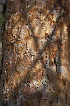 Tree bark close-up, horizontal layout Stock Photos