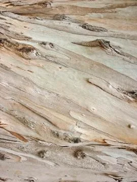 Tree bark close up Stock-Illustration
