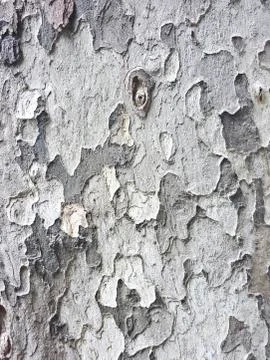 Tree bark close up Stock-Illustration