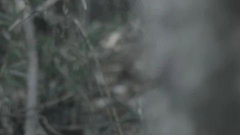 Tree bark close up (log) Stock Footage 126608674