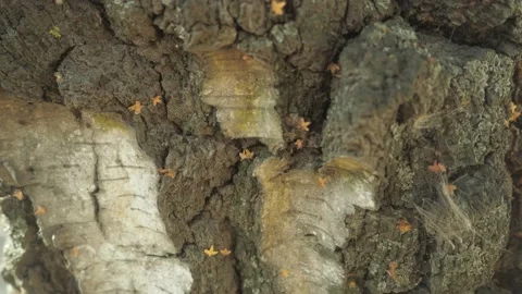 Tree bark close-up. the movement from top to bottom Stock Footage 142222076