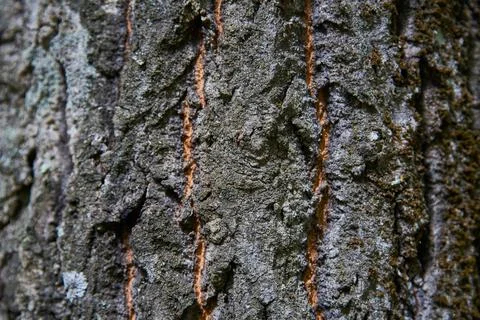 Tree bark close-up. Natural background. Stock Photos
