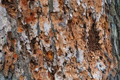 Tree bark, close-up. Natural backgrounds and textures. Stock Photos
