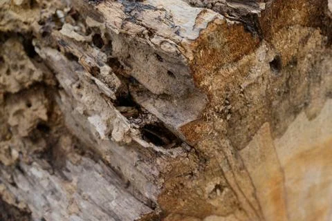 Tree bark close-up. old tree Foto stock
