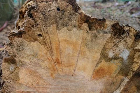 Tree bark close-up. old tree Stock Photos
