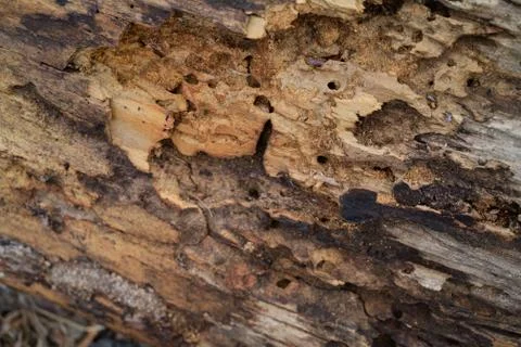 Tree bark close-up. old tree Stock Photos