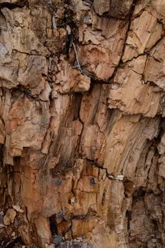 Tree bark close-up. old tree Stock Photos