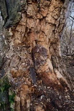 Tree bark close-up. old tree Stock Photos