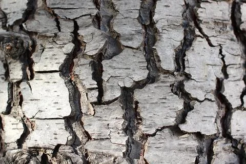 Tree bark close-up, old tree. natural background Photos